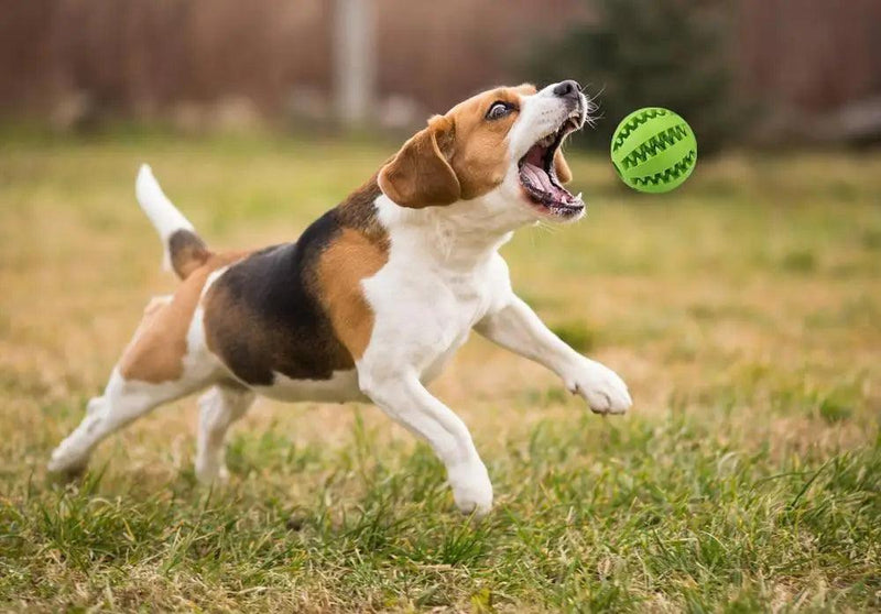 Bola de comida para cachorro, brinquedo interativo para cães de estimação, bolas de borracha para cães pequenos e grandes, brinquedos de mastigação para filhotes e gatos, limpeza de dentes de animais de estimação